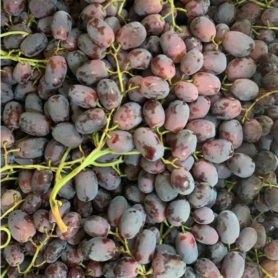 GRAPE RIZMAT RED ( WIT SEED )