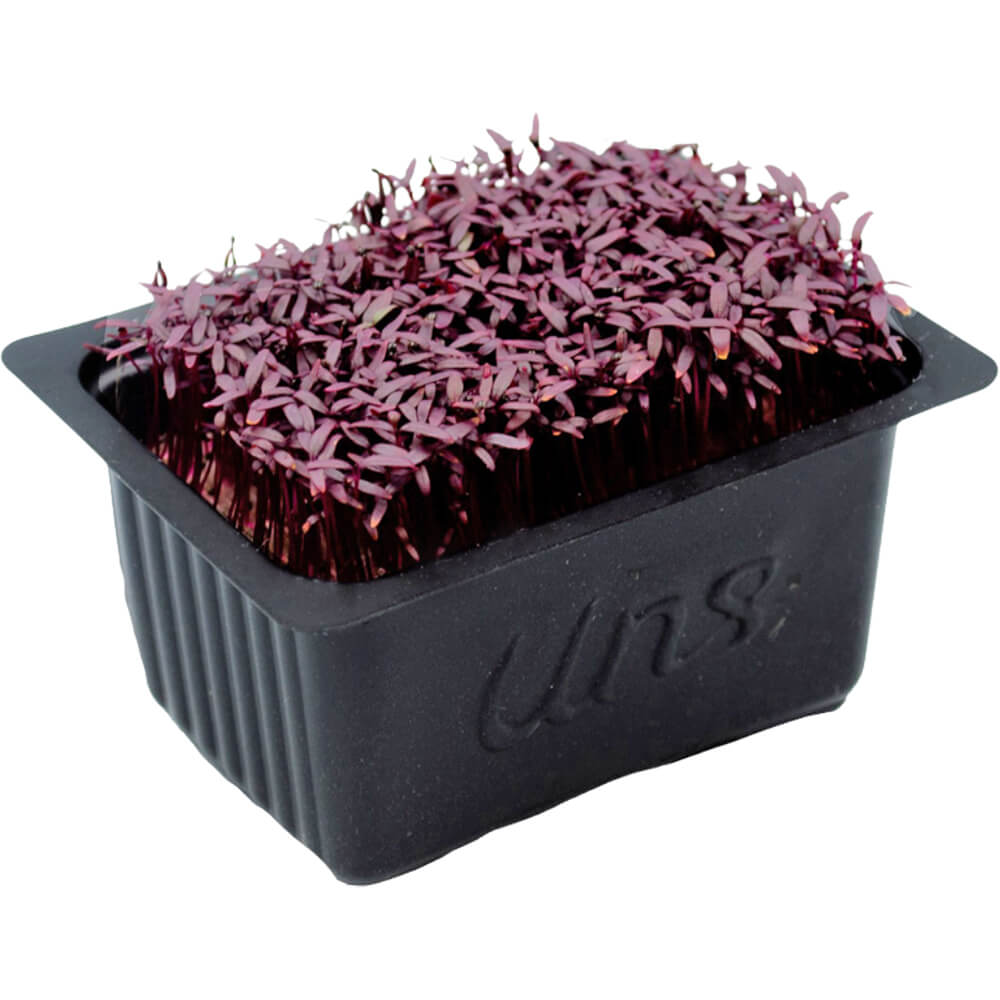 Amaranth Cress