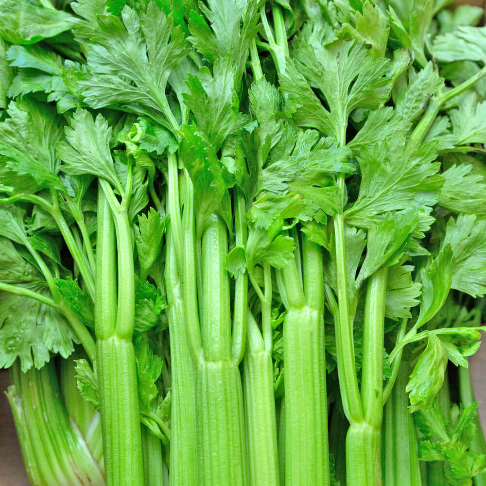 Celery - Image 5