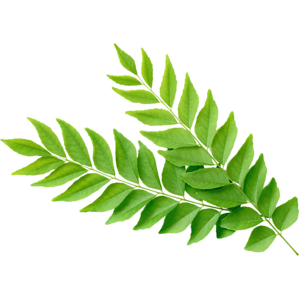 Curry Leaves - Image 2