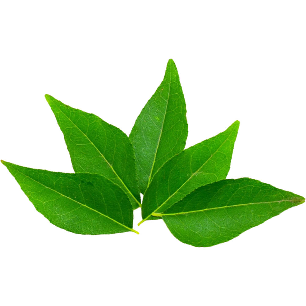 Curry Leaves - Image 3