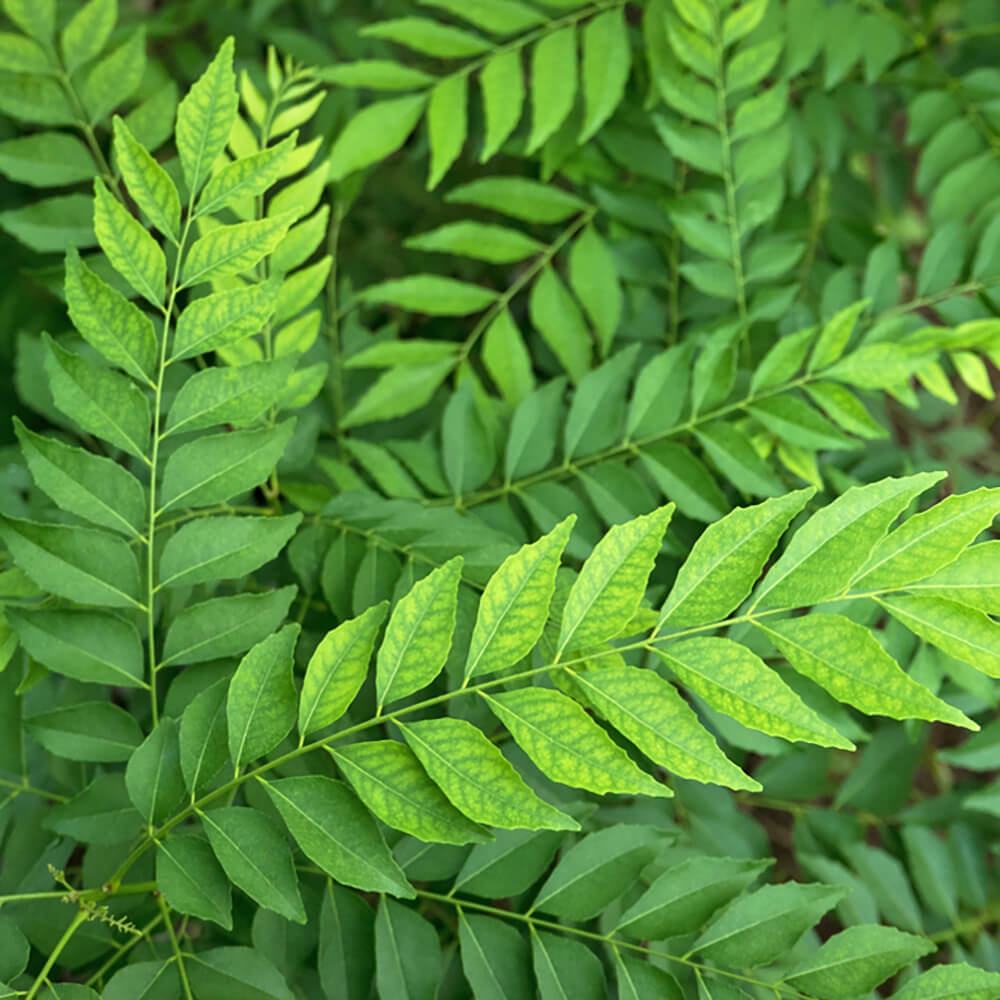 Curry Leaves - Image 5