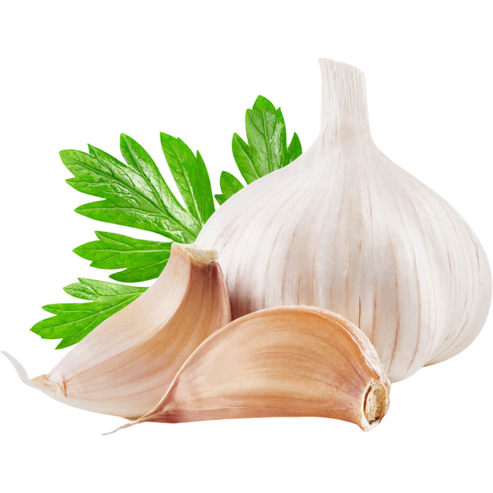 Garlic India - Image 3