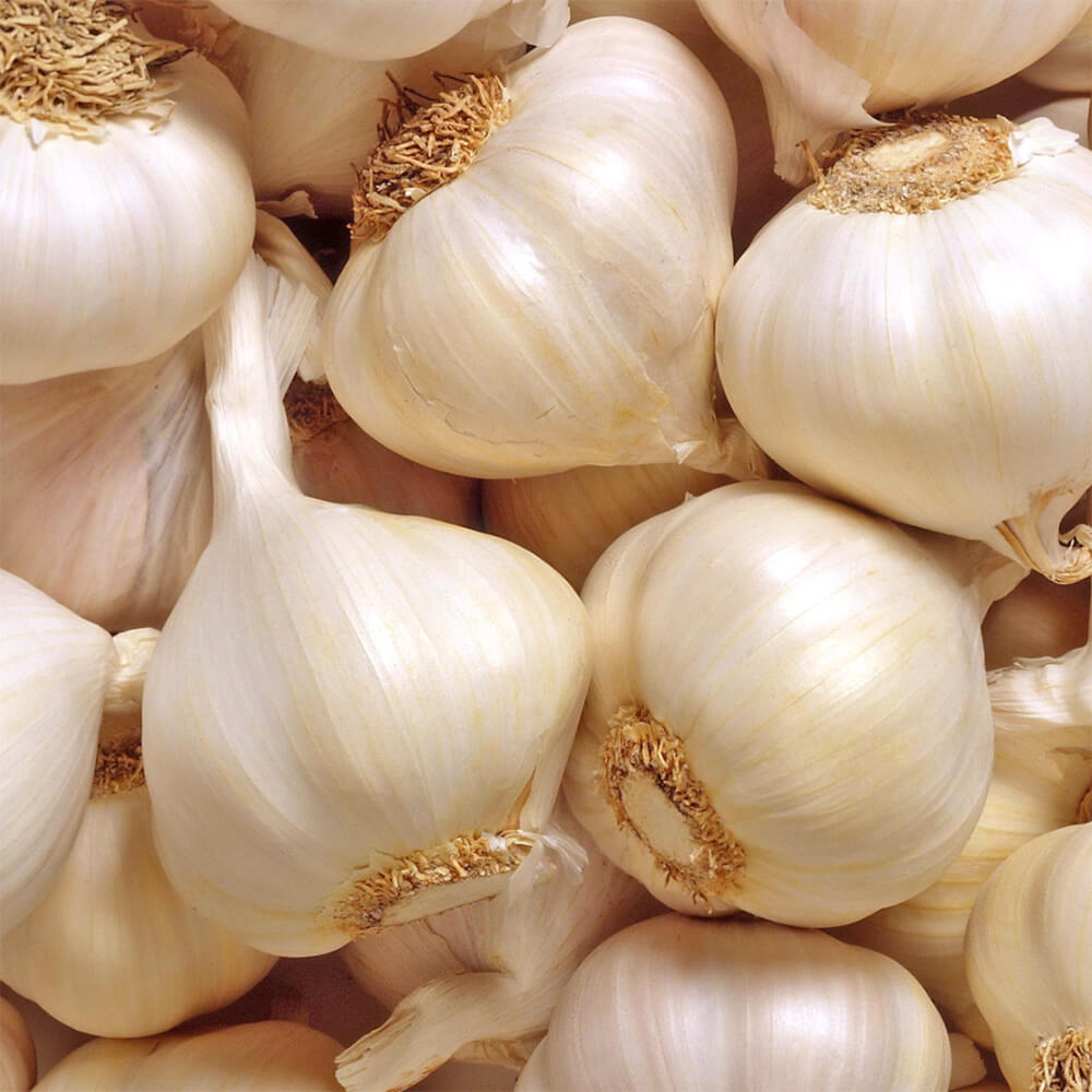 Garlic India - Image 5