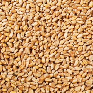 Organic Wheat Grain BULK