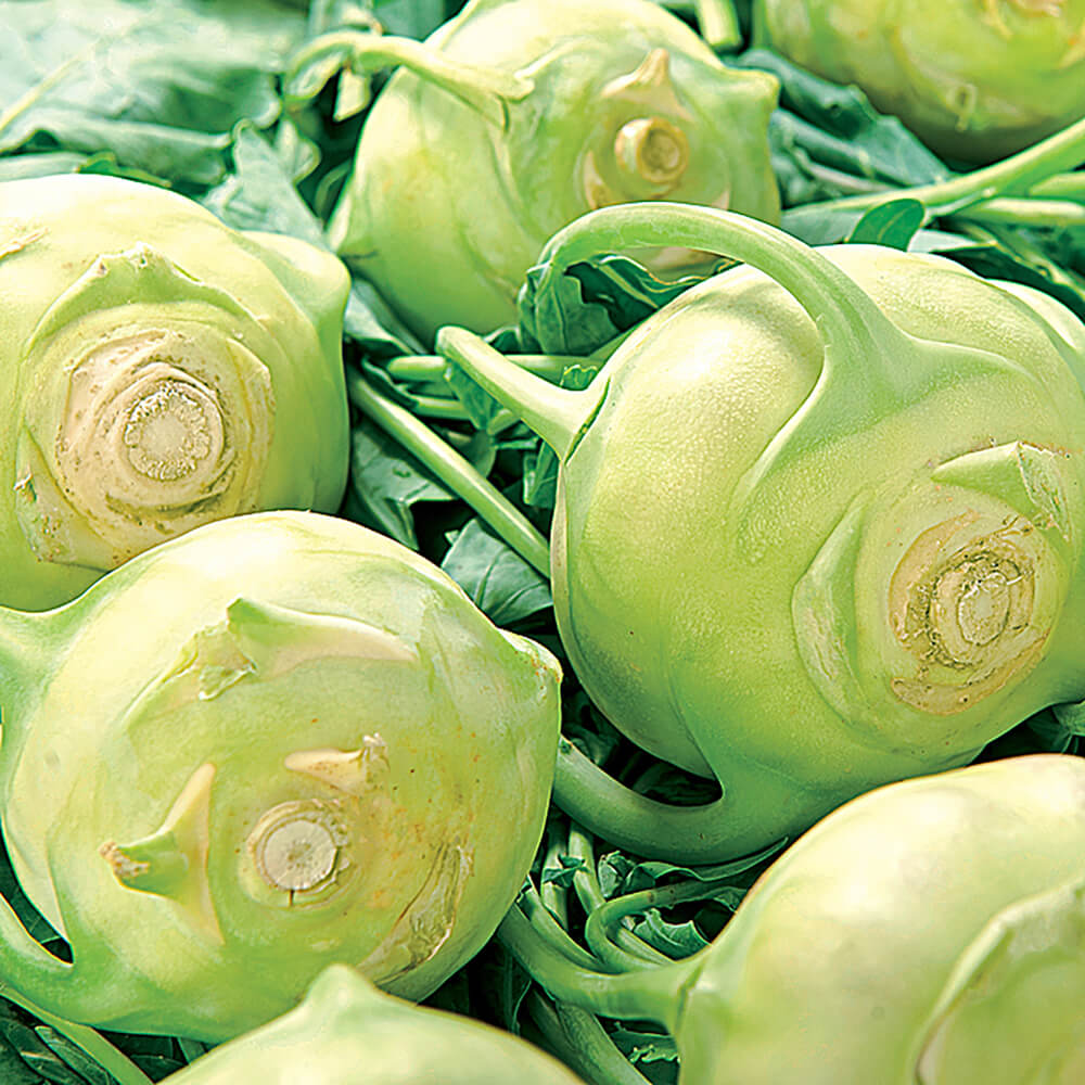 Kohlrabi - Image 5