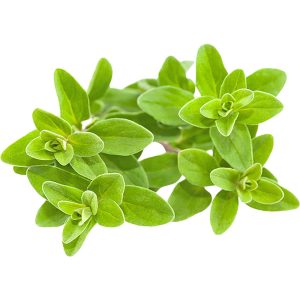 Marjoram Holland
