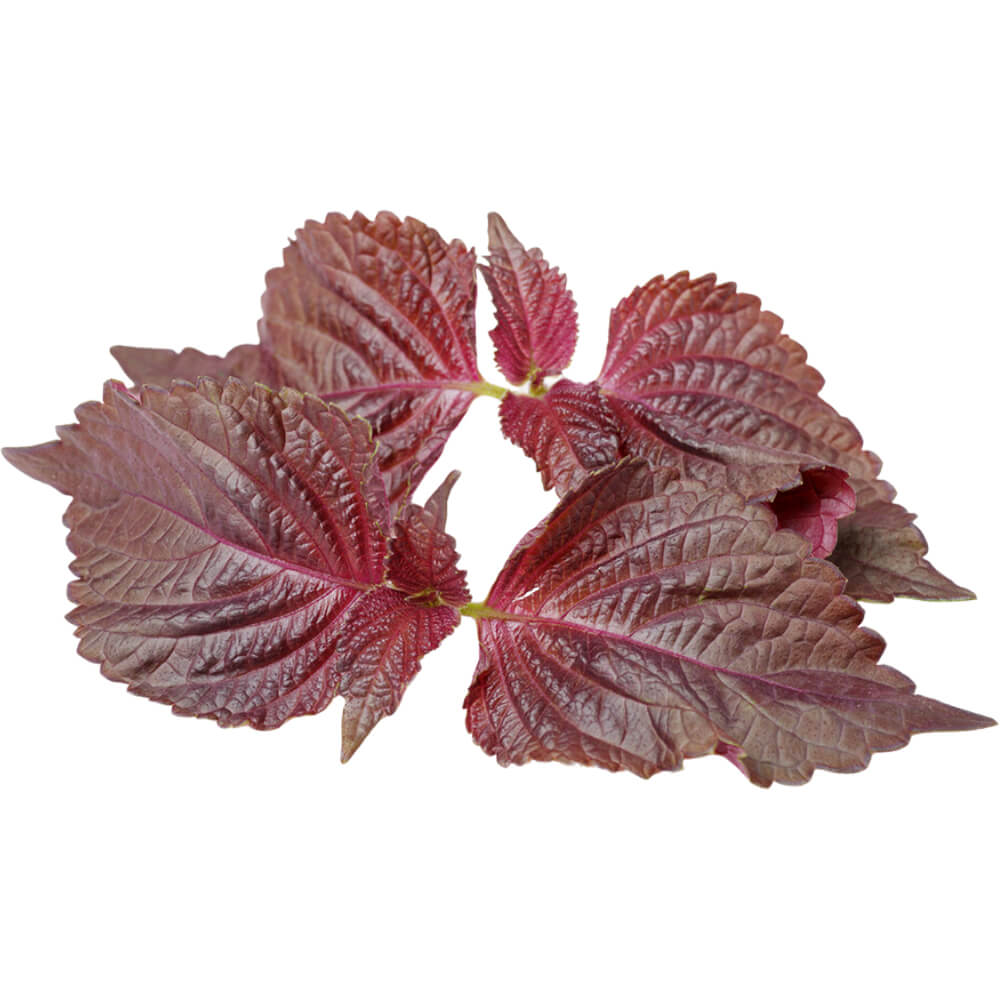 Shiso Leaves Purple - Image 3